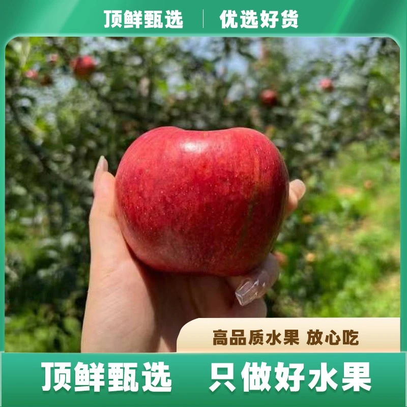 阿克苏有机苹果 健康脆甜