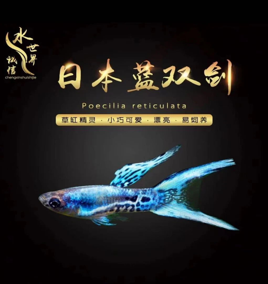 蓝双尾鱼观赏鱼淡水鱼观赏鱼安格拉斯双尾鱼