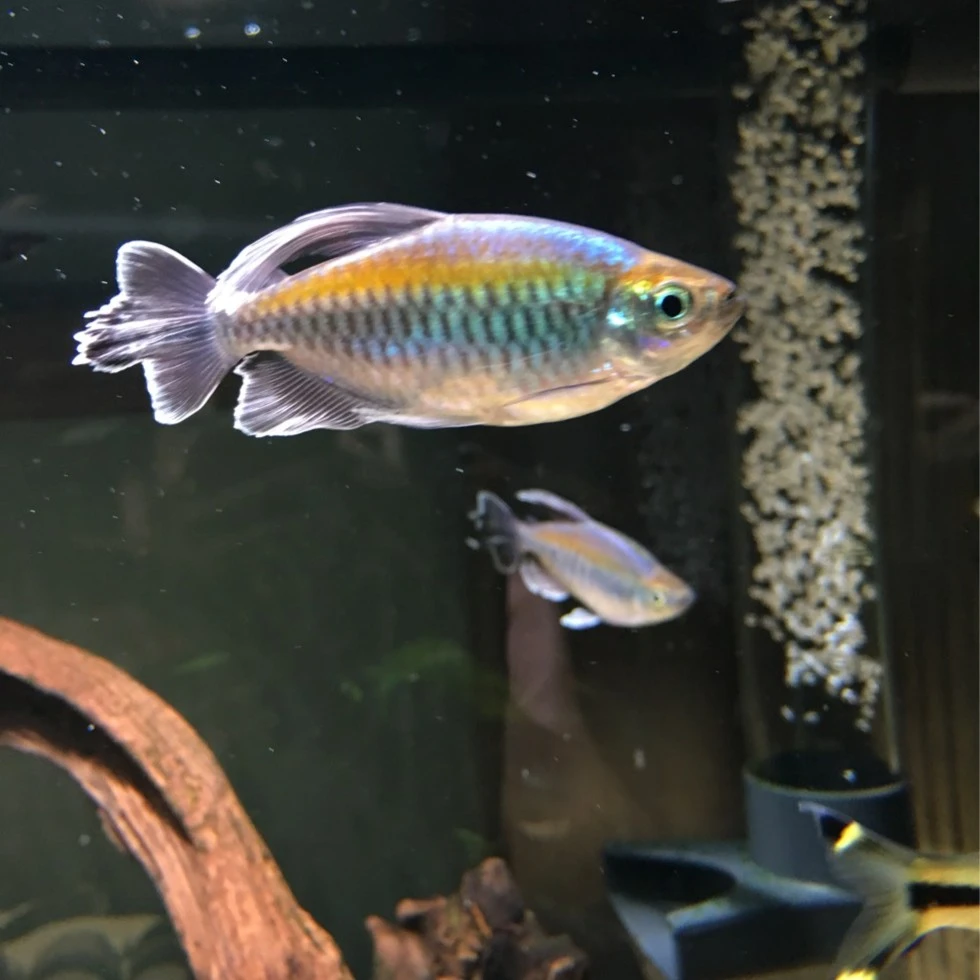 刚果美人电光美人小鱼淡水鱼热带鱼小型鱼群游观赏鱼新手养