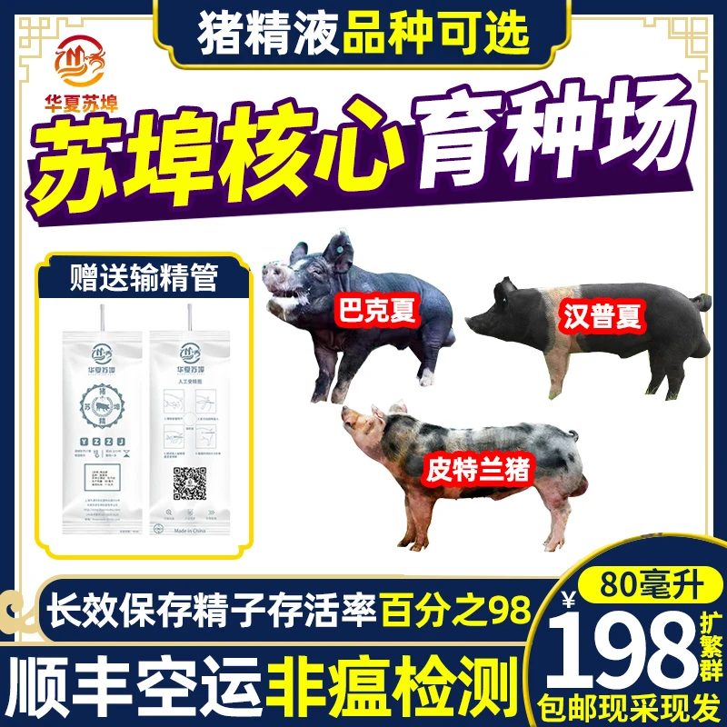 华夏苏埠巴克夏皮特兰汉普夏猪精子人工授精猪精液纯种猪精子配种