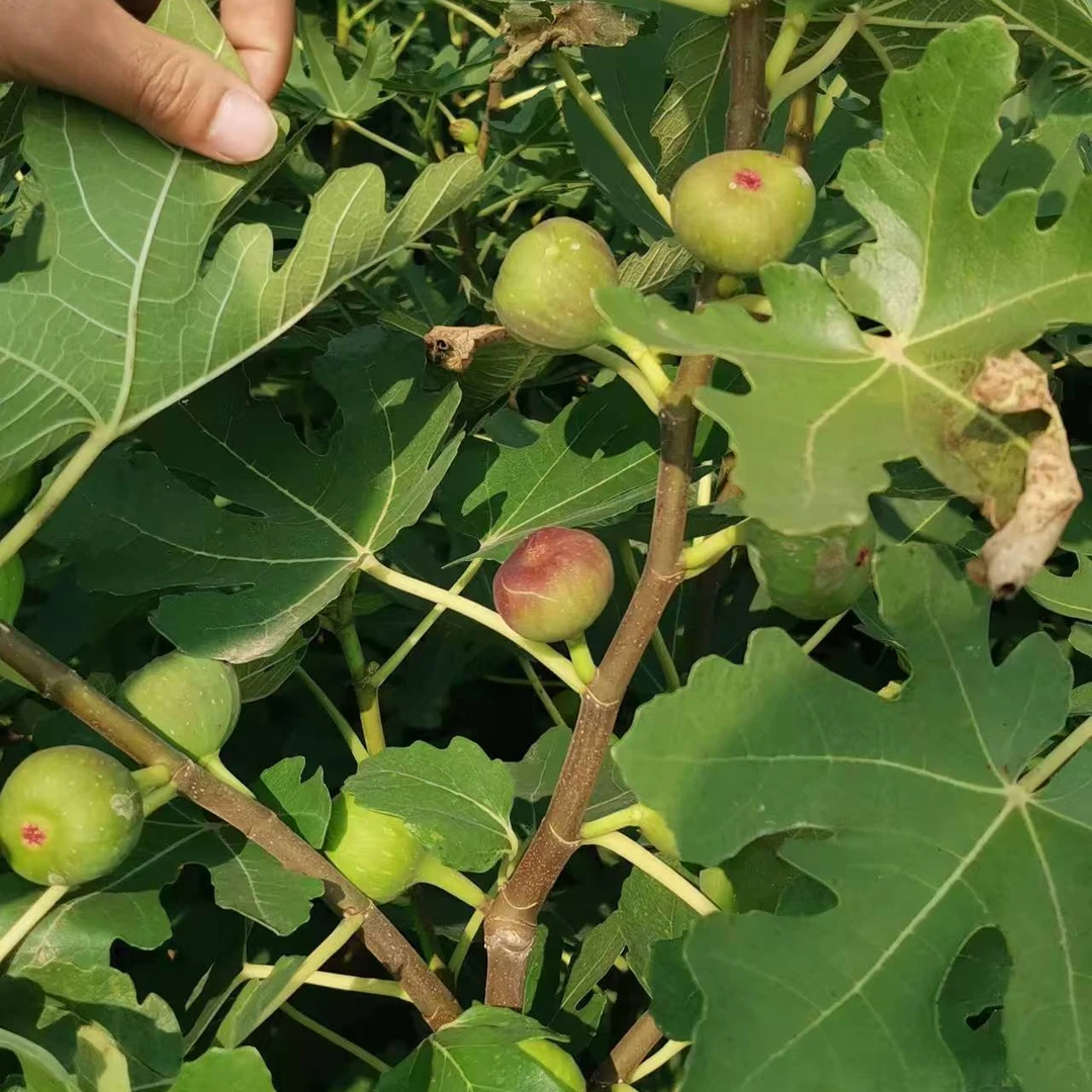 优质品种无花果树苗