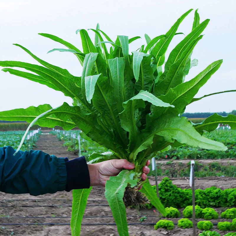 油麦菜籽种子精选菜种四季盆栽春秋冬季蔬菜种子农家菜种籽