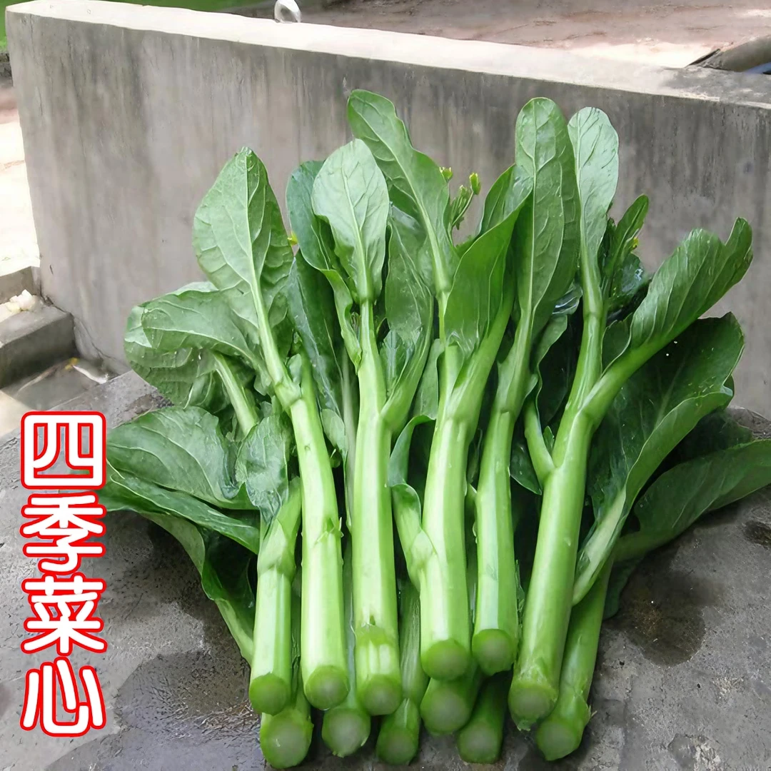 菜心种子品质甜菜心苔青菜籽高产四季春秋阳台盆栽蔬菜种子高品质