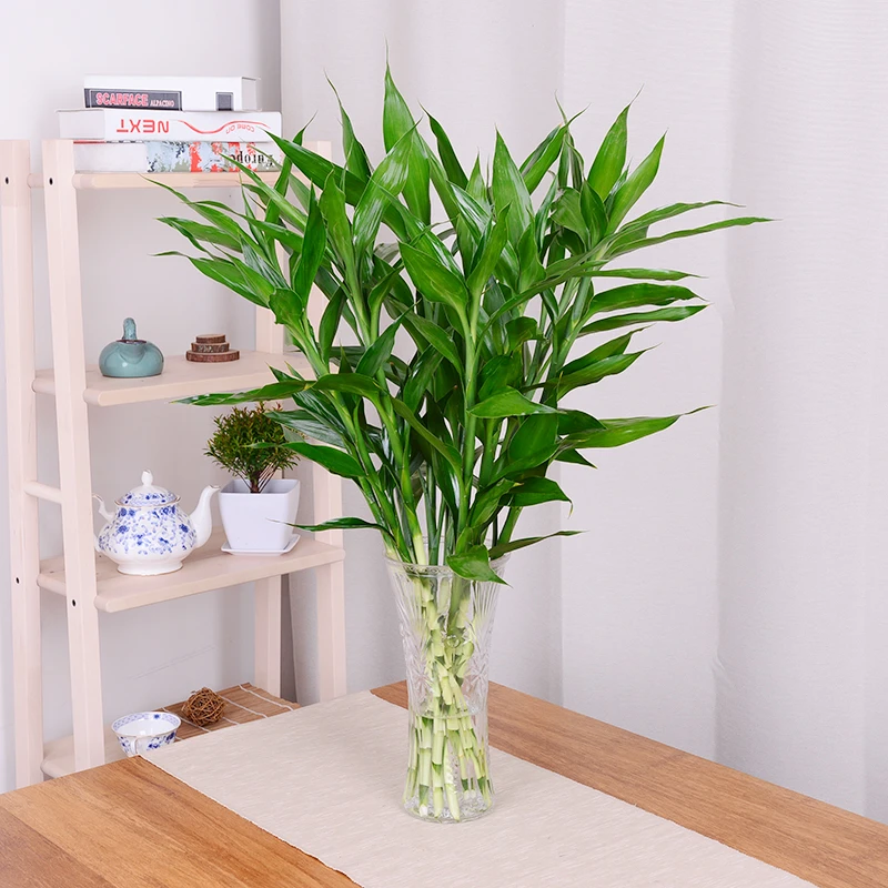 带根富贵竹水培植物室内四季常青玻璃花瓶客厅盆栽吸甲醛净化空气
