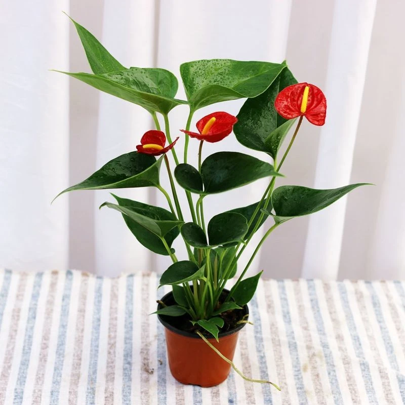水培红掌白掌盆栽一帆风顺花卉植物室内种植好养绿植鸿运当头开花