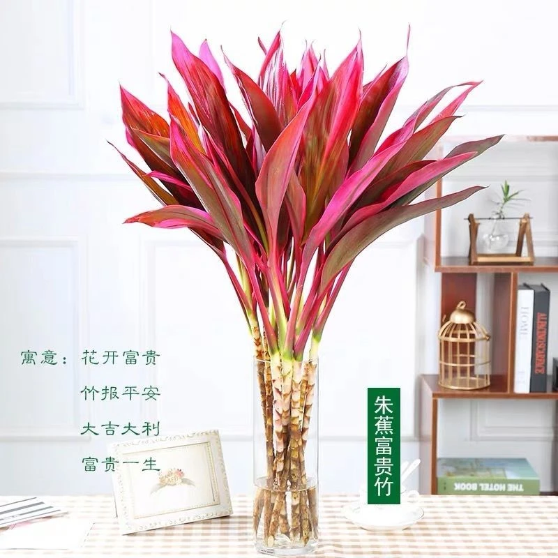 带根红竹紫竹鸿运竹红朱蕉转运竹富贵观音竹土水培植物产品好养活
