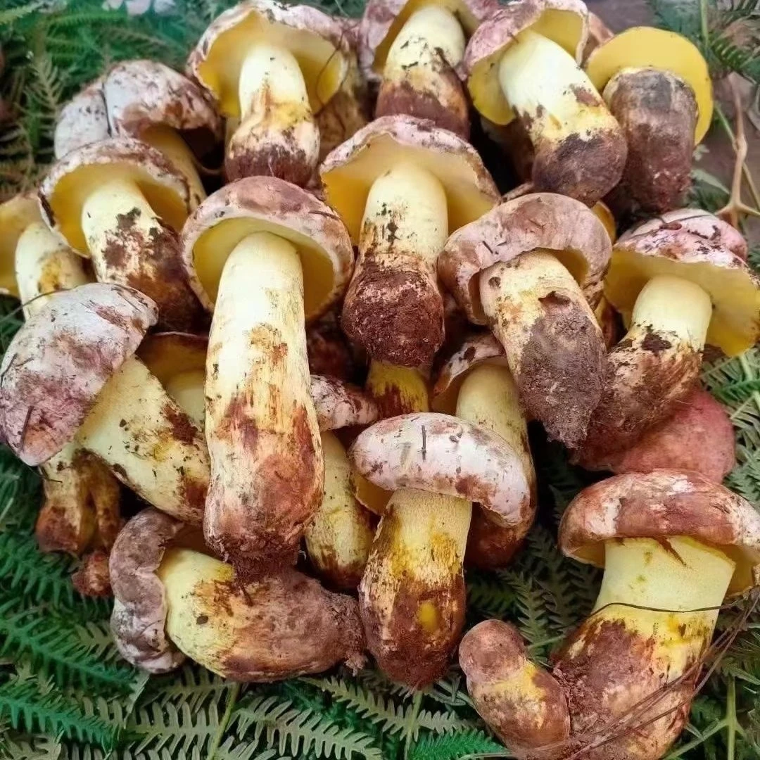 云南新鲜菌白葱见手青白牛肝菌食用菌手青新鲜煲汤菌菇观赛搭子