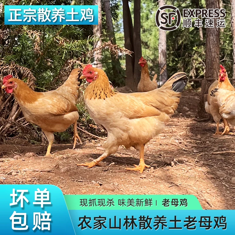 顺丰包邮皖南土鸡正宗散养黄油老母鸡新鲜现杀走地鸡草鸡2只