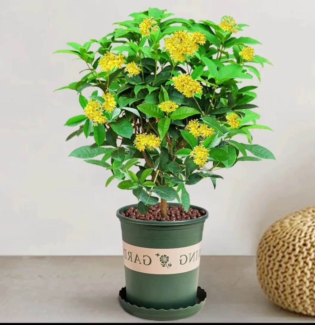 四季桂花香味浓郁