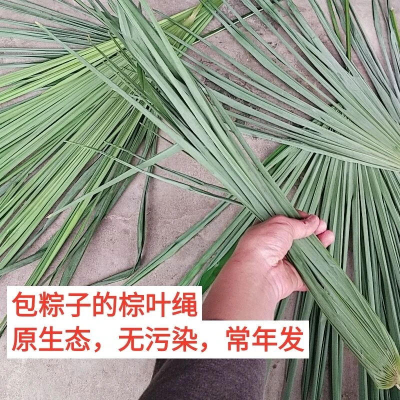 新鲜新款棕叶子农家重庆端午节一全年现砍现发包粽子绳子