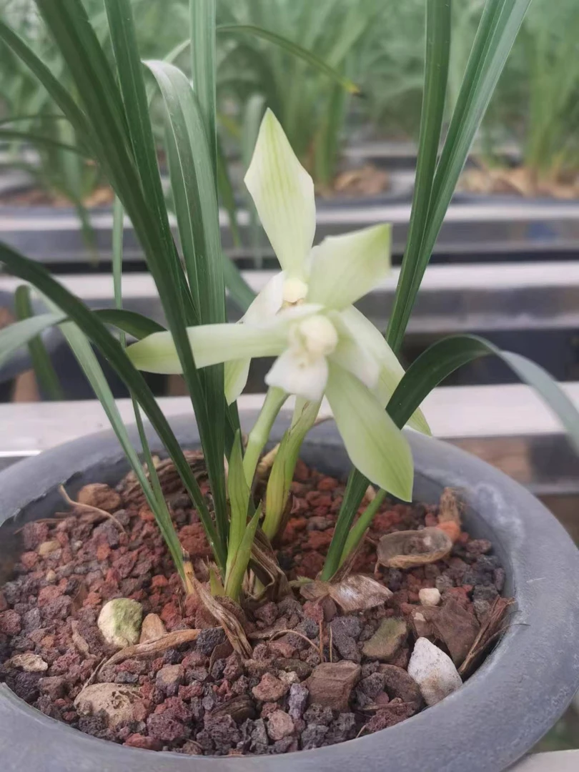 精美春兰素花50一苗