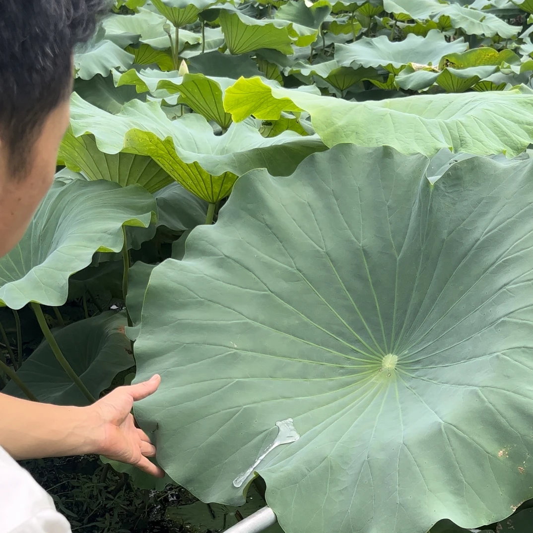 新鲜荷叶绿色食品荷叶茶荷叶鸡阜阳生态自种