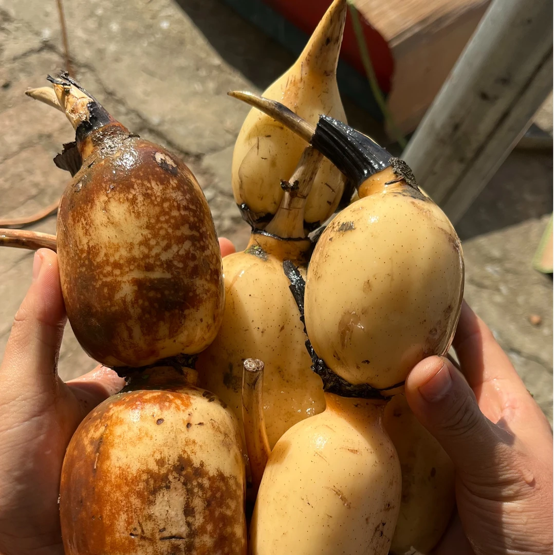 【顺丰】（炒菜凉拌）现挖自种生态莲藕尖5斤脆藕无漂白绿色食品3斤