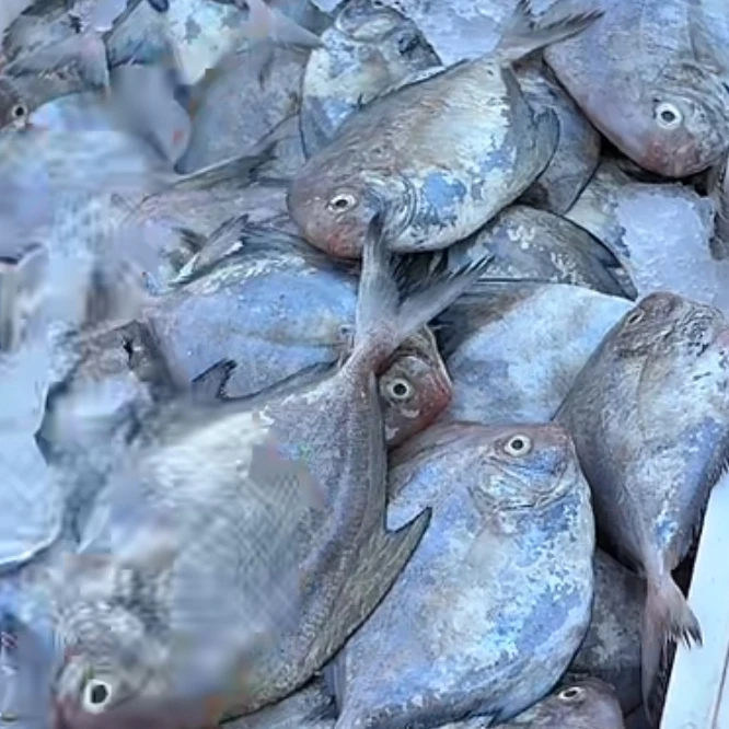 北海 海捕 肉鲳 黑鲳鱼