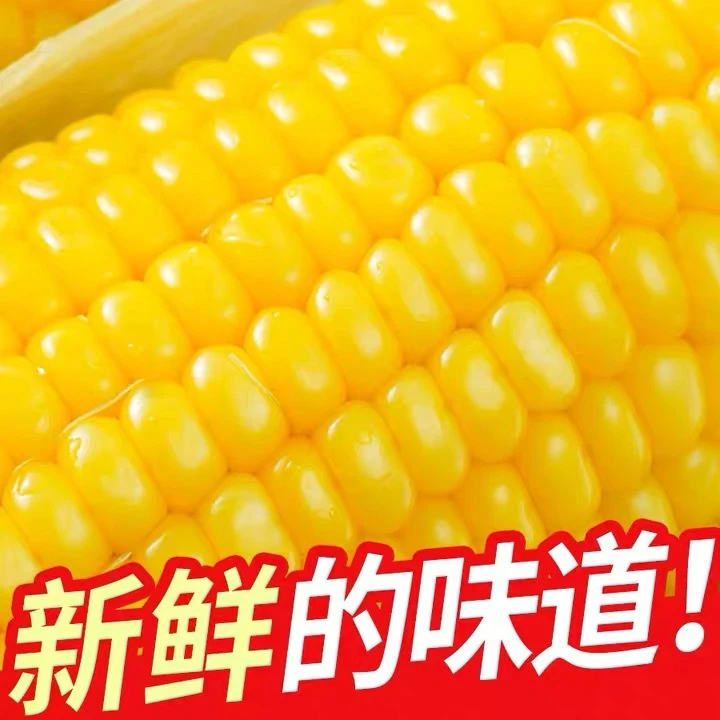 【10根】2024头茬新鲜黄金糯九东北黄糯玉米 150-230g每支粗粮