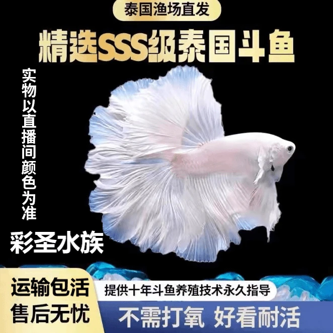 （A50-A73）精品泰斗穿着婚纱的半月鱼热带活体观赏小型鱼