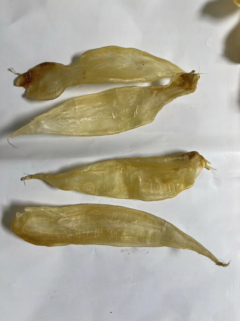 350头豆仁胶公胶
