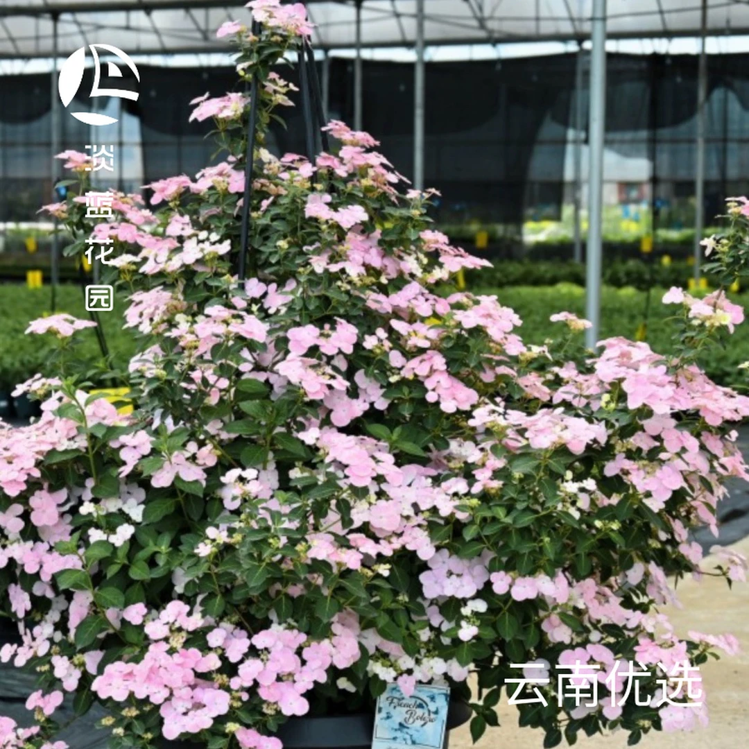 粉色落跑新娘绣球 藤本植物 藤本绣球 爬藤绣球