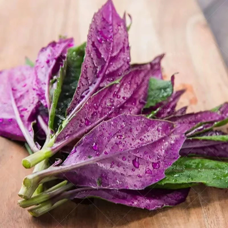 徐妹妹严选四川农家特产血皮菜新鲜现摘时令蔬菜观音菜两斤起包邮