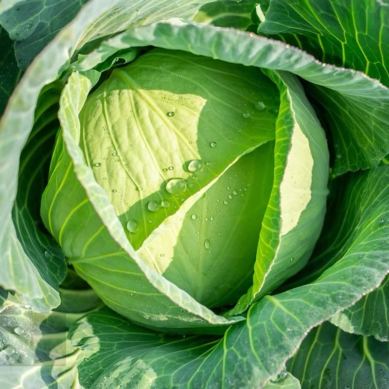 徐妹妹严选新鲜莲花白包心菜四川农家五斤起邮自种蔬菜现摘卷心菜