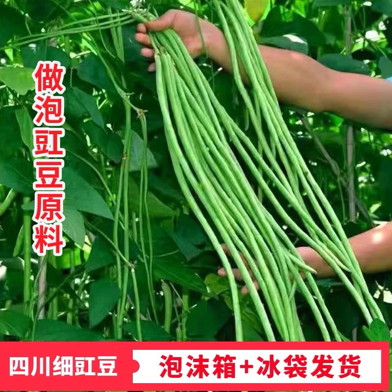 顺丰包邮现摘新鲜细豇豆四川泡菜原料现摘自种一斤时令蔬菜长豆角