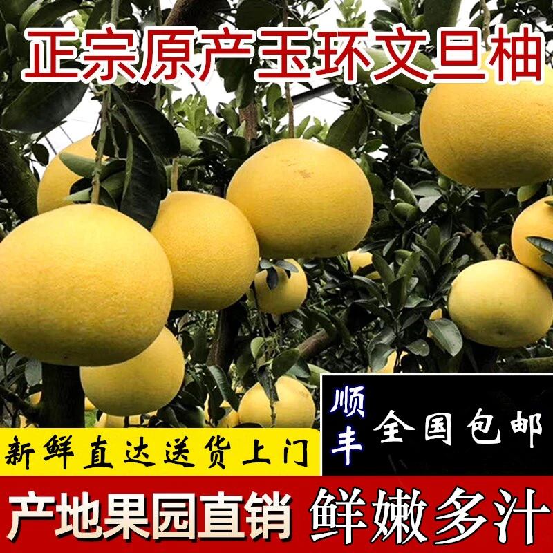 吃神超值爆款正宗玉环文旦柚子孕妇新鲜水果非平和琯溪蜜柚红心