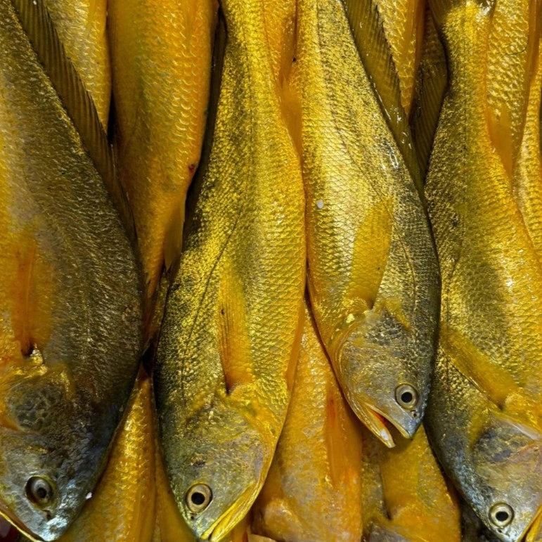 大黄鱼(一条）