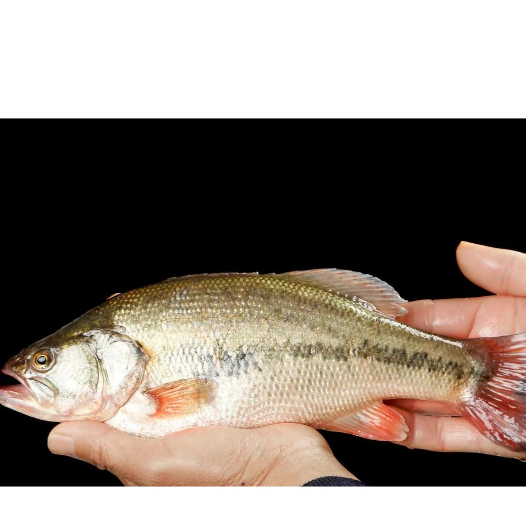 鲈鱼(一条1-1.2斤）鲈