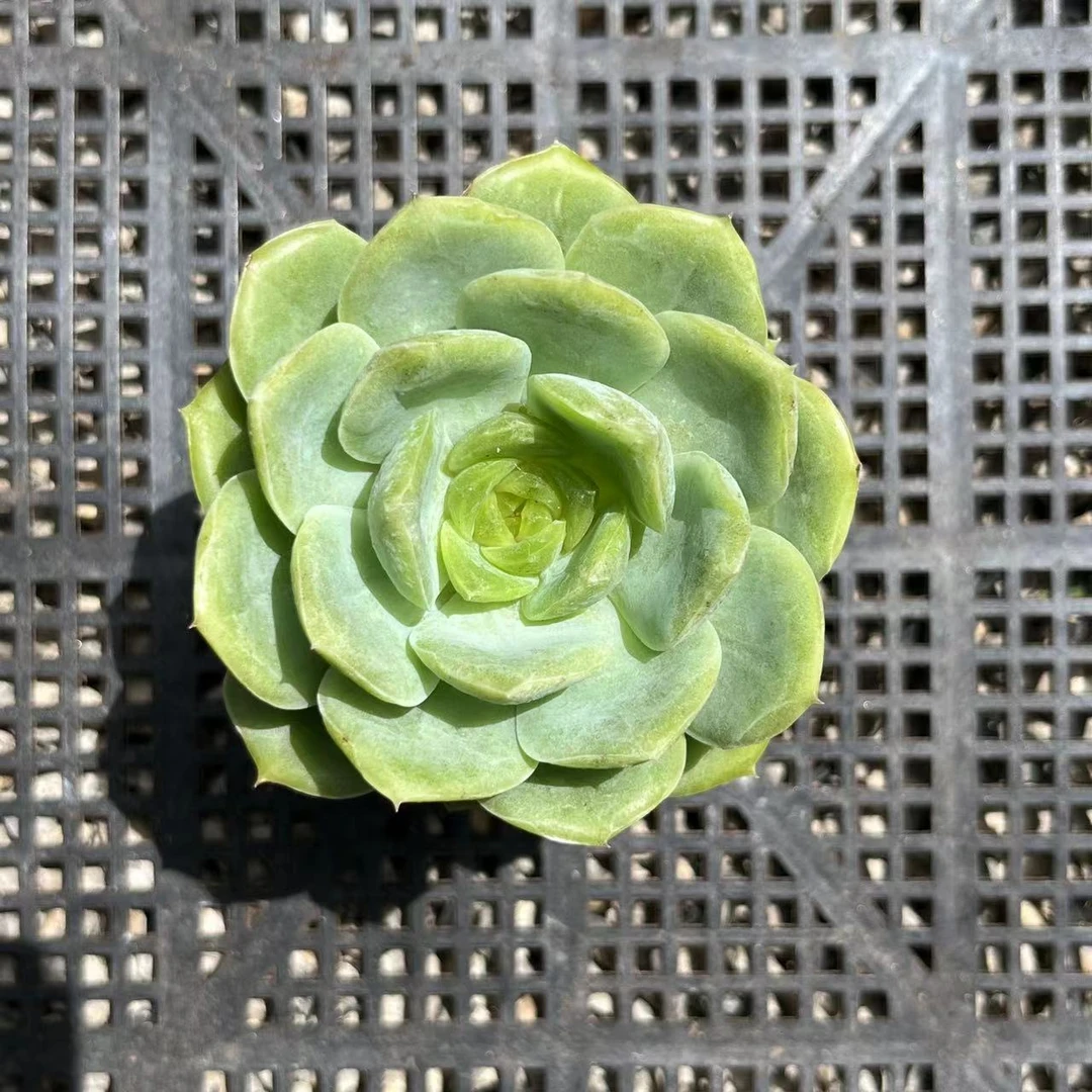 宝宝绿单头多肉70#发货进口种植售后拍下下单地区