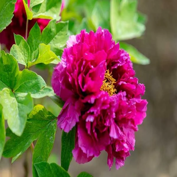 送礼精品洛阳红年宵花千层重瓣赏花实物开花洛阳红牡丹加原土原盆