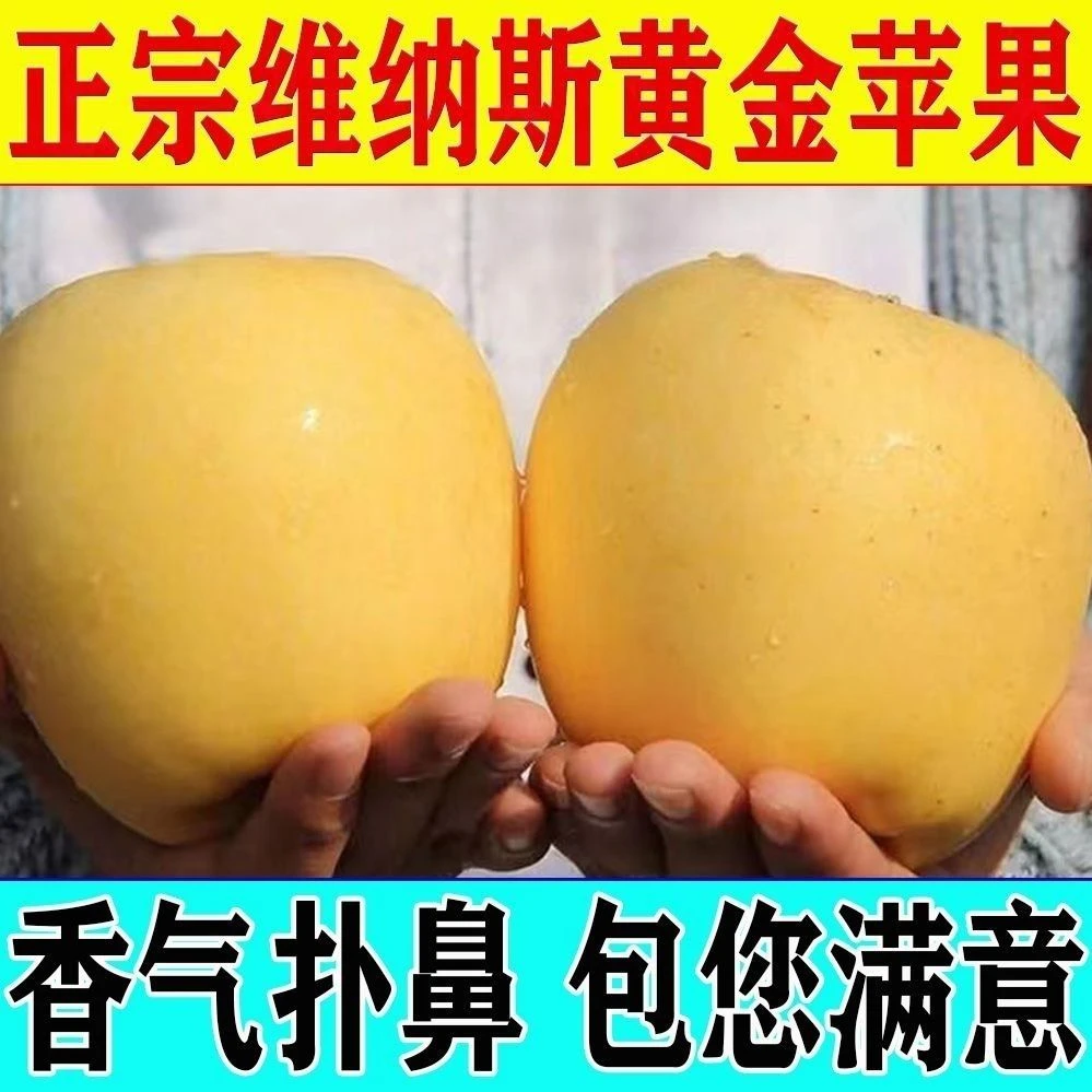 正宗维纳斯黄金苹果新鲜现摘脆甜多汁 苹果贵族天花板