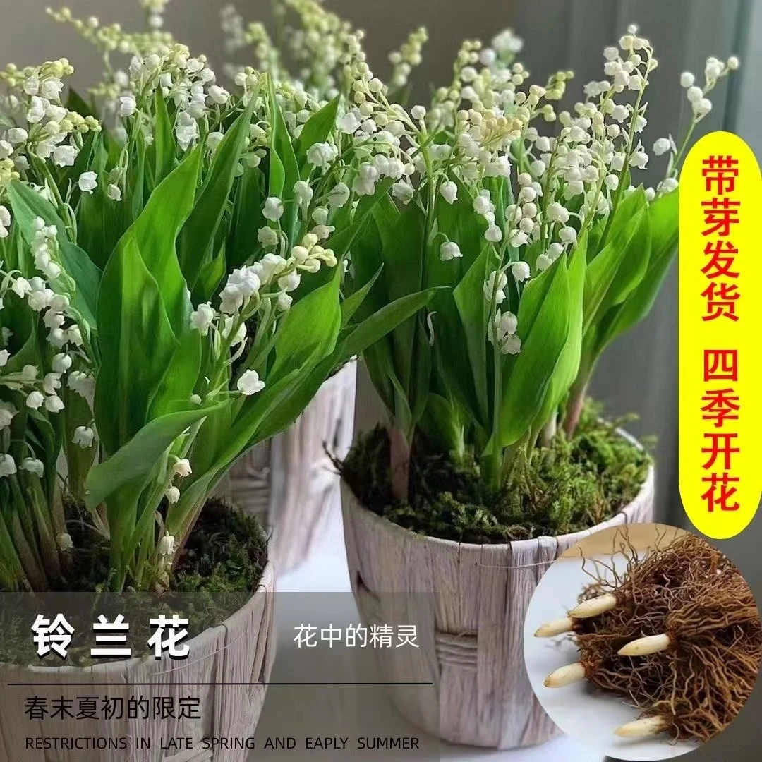 香水铃兰带芽花苗盆栽浓香型花卉绿植多年生耐寒植物好养室内阳台