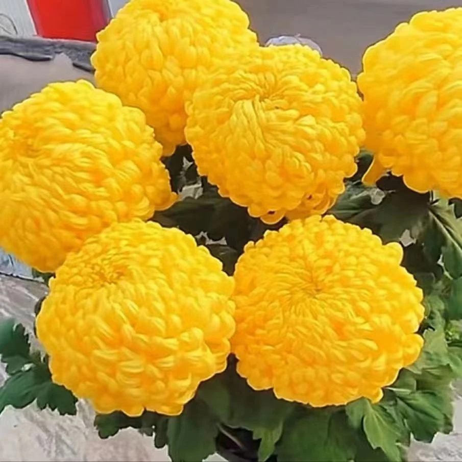 大花菊花苗庭院四季开花菊花盆栽地栽多年生室内外阳台好养耐寒热