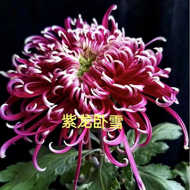 紫龙卧雪大花菊花带花苞发货室内室外庭院盆栽地栽宿根植物多年生