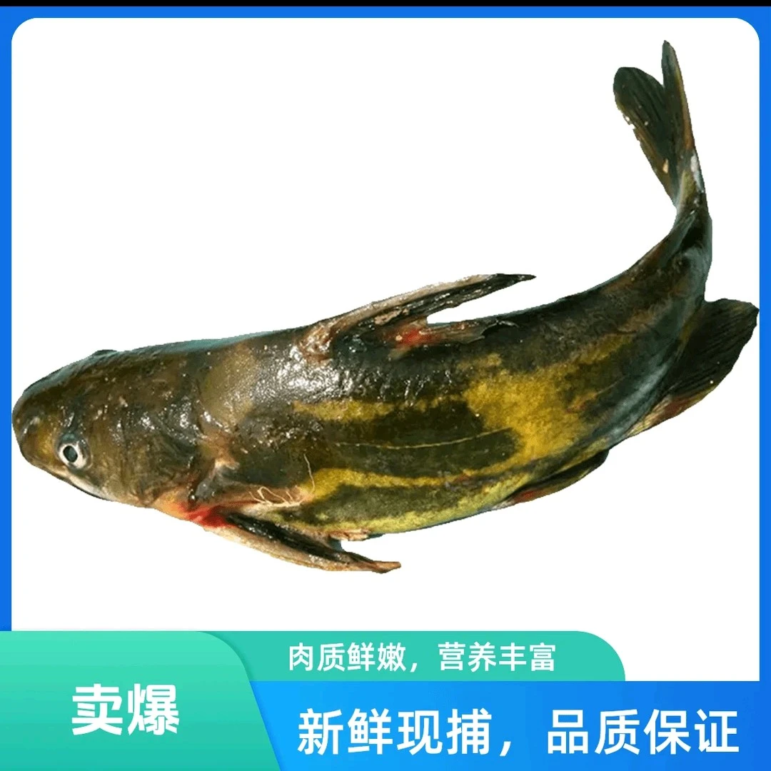 【鲜活黄辣丁～方欣诚意海鲜】鲜活黄辣丁可宰杀肉质细嫩香辣酸菜炒