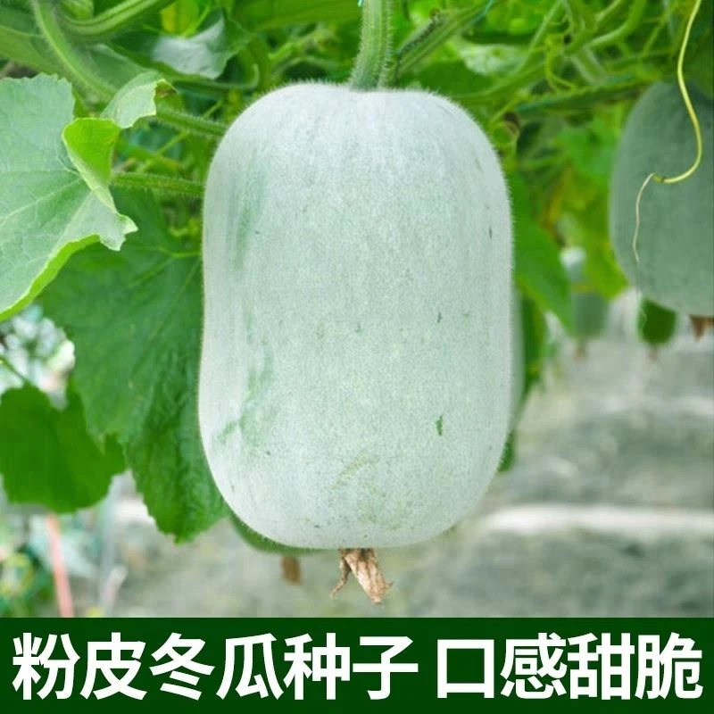 粉皮冬瓜种子白皮大冬瓜种籽农家肉厚特大冬瓜子种子东瓜蔬菜种子