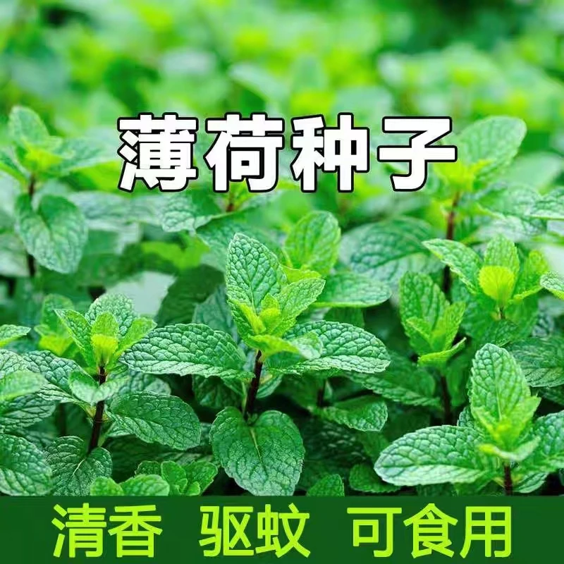 食用薄荷种子柠檬薄荷种子驱蚊花草植物种子四季阳台盆栽薄荷种子