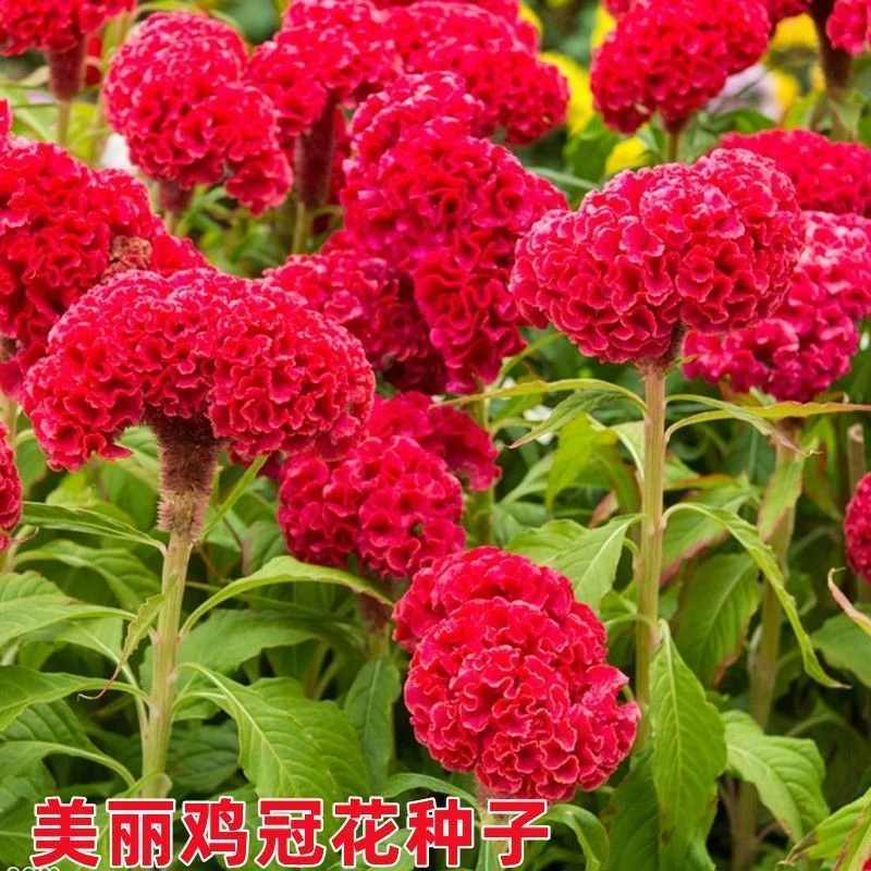 鸡冠花种子四季易种活芽观赏花卉种籽凤尾头状阳台盆栽庭院花种籽