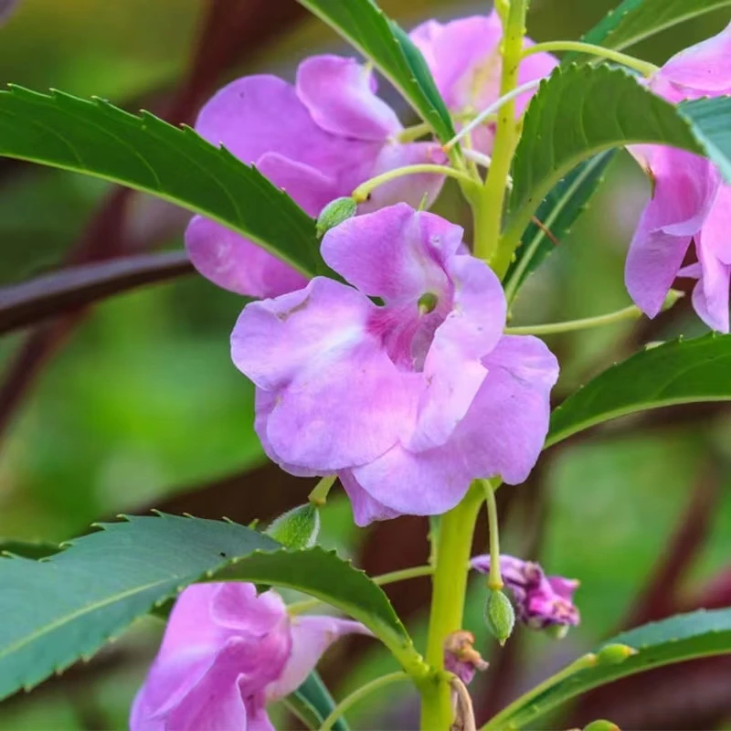 凤仙花种子籽凤仙透骨草指甲花急性子桃红金凤花四季庭院盆栽地栽