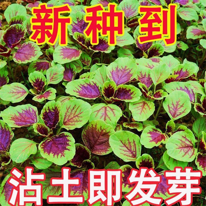 春播红苋菜种子汉菜种籽四季蔬菜红圆叶苋菜农家田园盆栽蔬菜种子