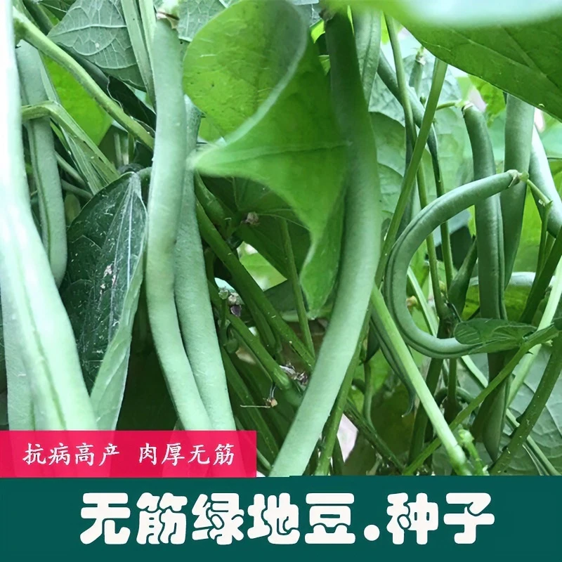 无架四季豆早熟地豆种子四季豆种子矮生不搭架阳台可盆栽蔬菜种子