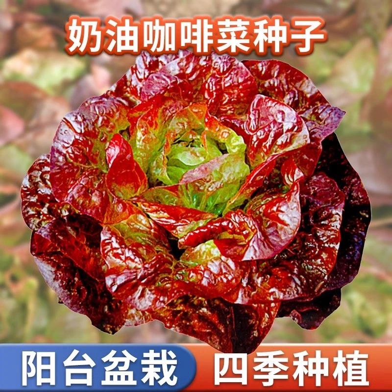 奶油咖啡生菜种子新鲜蔬菜紫色生菜罗马生菜生吃脆甜蔬菜沙拉菜籽