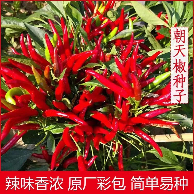 朝天椒种子香辣小米椒籽辣椒苗种子庭院阳台盆栽四季播种蔬菜种子