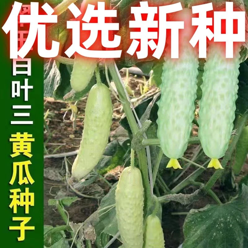 白叶三奶油黄瓜种子白黄瓜奶油水果种籽田园阳台盆栽黄瓜种子大全
