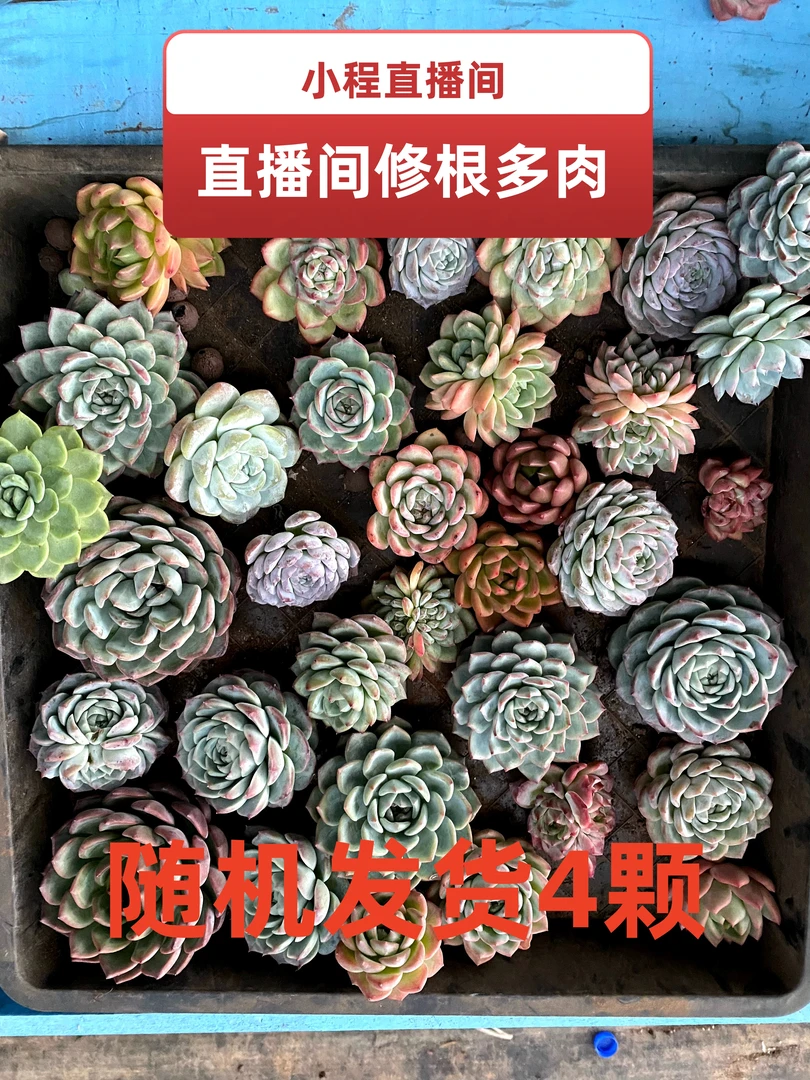（低温勿拍）主播直播间修改好根系-随机4棵-多肉专用颗粒土-不售后