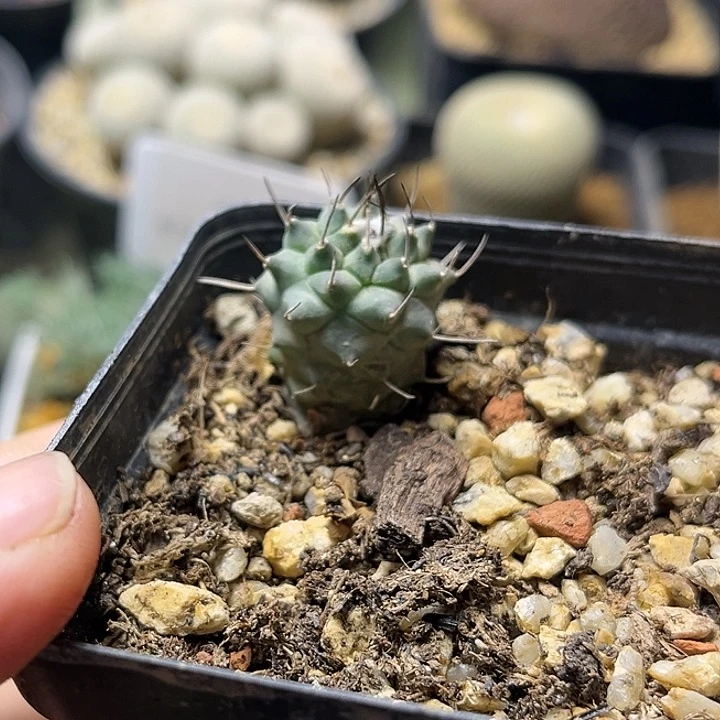 P****e直刺娇丽实生球一颗一物一拍