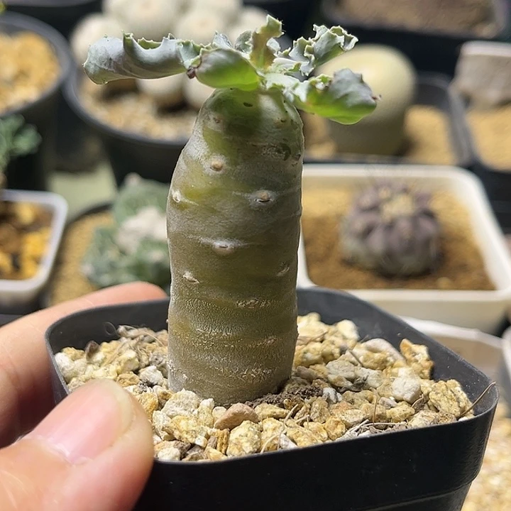 学露厚敦菊一物一拍