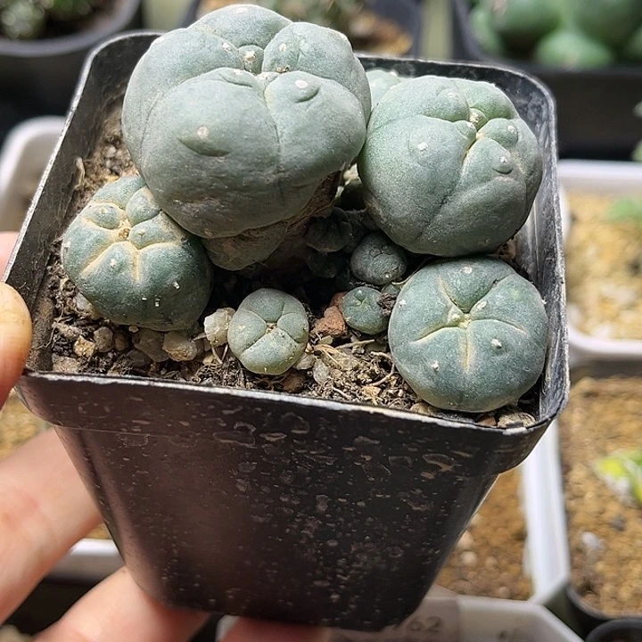 自根海鲜一颗一物一拍8830