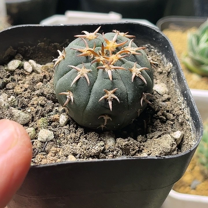 8878猫爪实生球一颗一物一拍