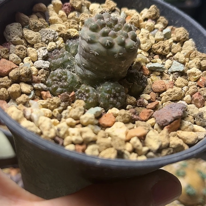 实生龙爪球一颗一物一拍